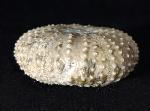 Tetragamma malbosi (AGASSIZ & DESOR 1846) - Bild © FossNet FossilienStore